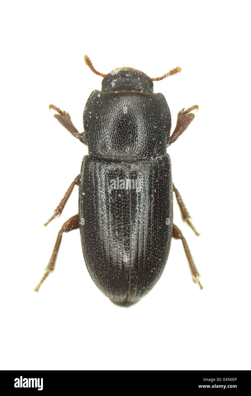 Coleoptera; Tenebrionidae; Phtora crenata; Germar 1836; Stock Photo