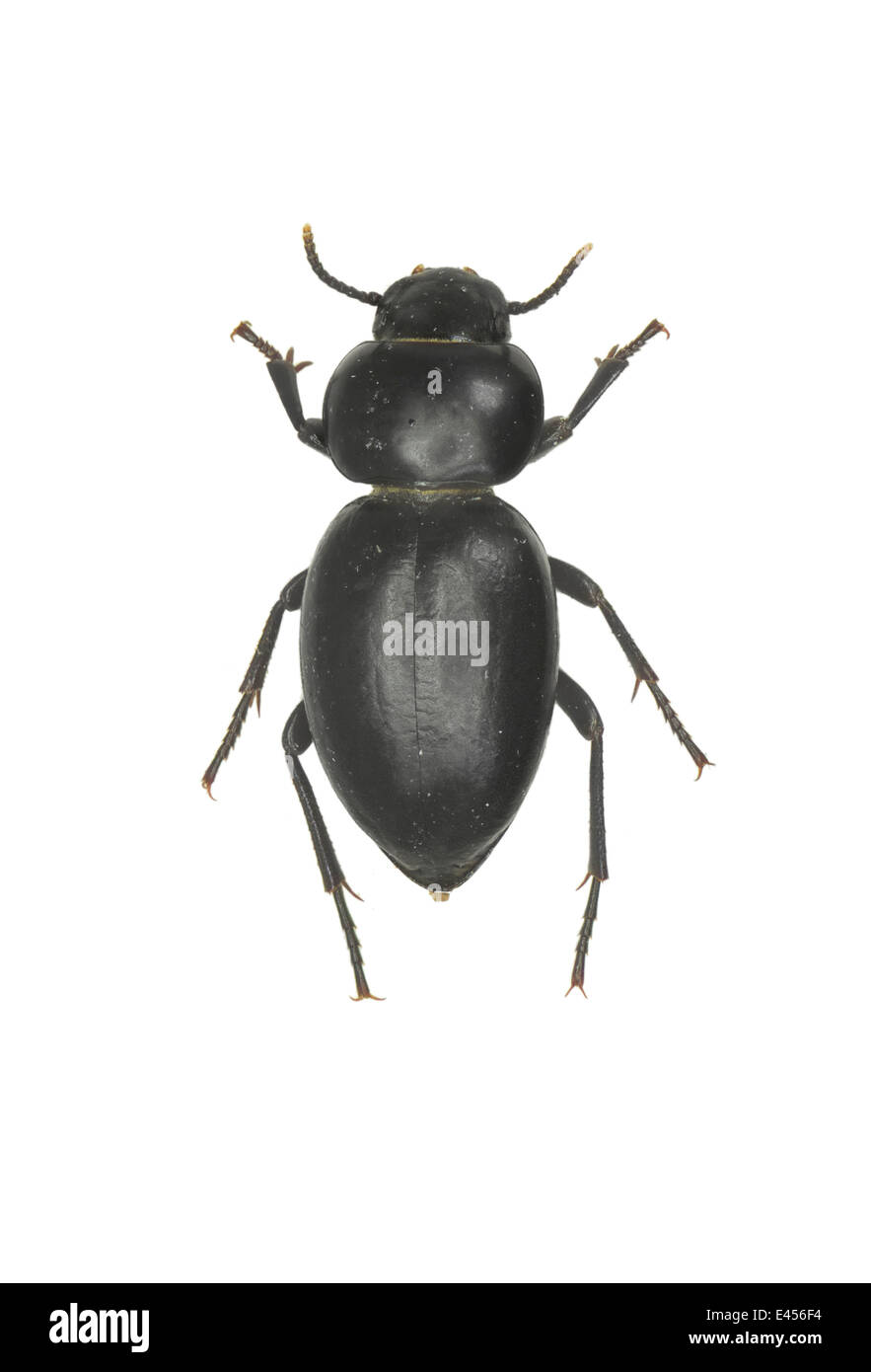 Coleoptera; Tenebrionoidea; Pachichila germari; Solier 1835; Stock Photo