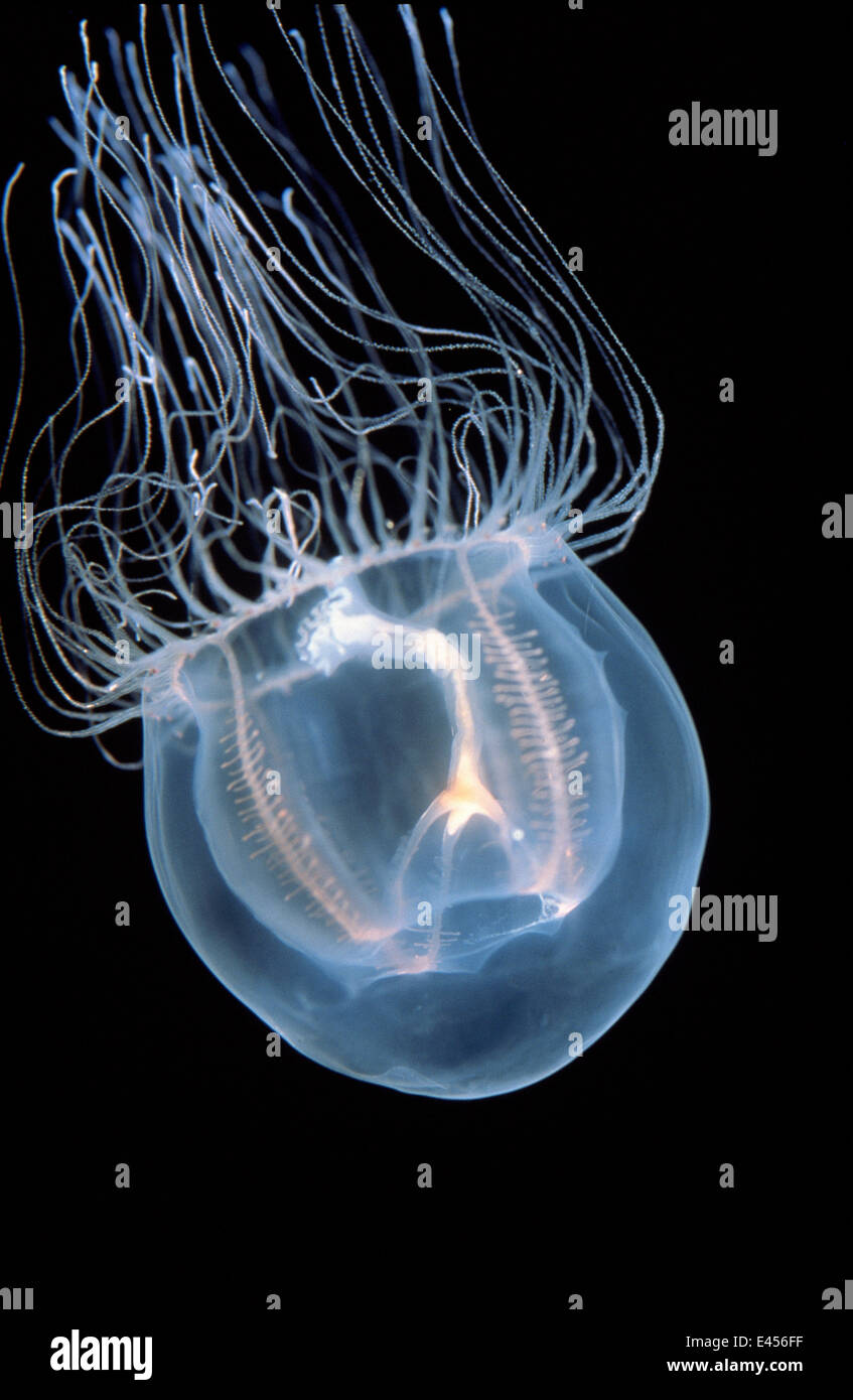 Jellyfish - Bell Jelly in Pacific Ocean (Polyorchis sp) off California ...