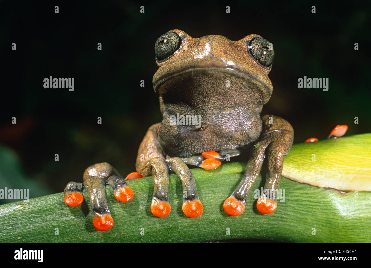 Tree frog (Hyla lindae) Western Ecuador, South America, captive Stock Photo