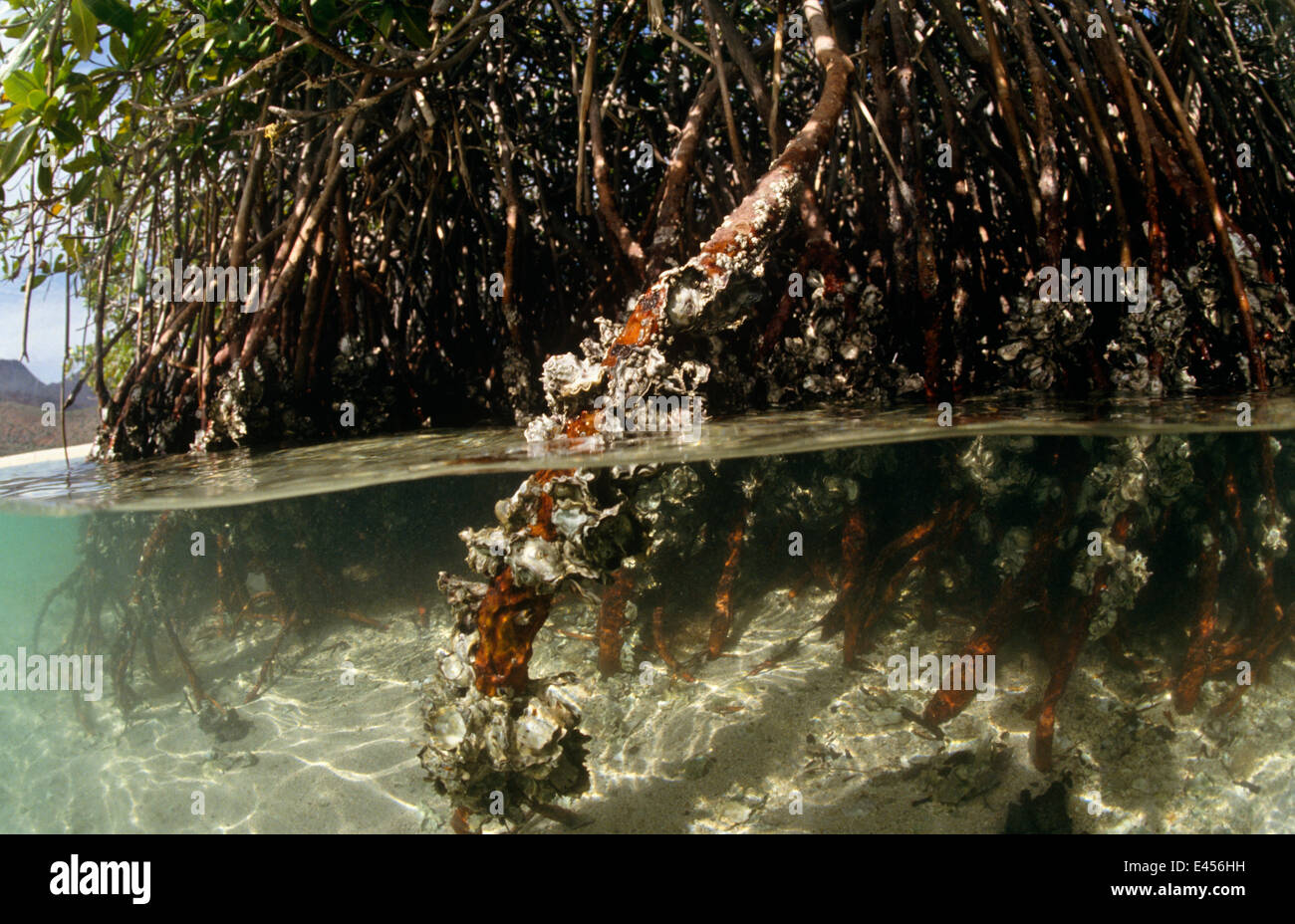 Oyster encrusted mangrove roots, split level.(Rhizophoraceae) Florida