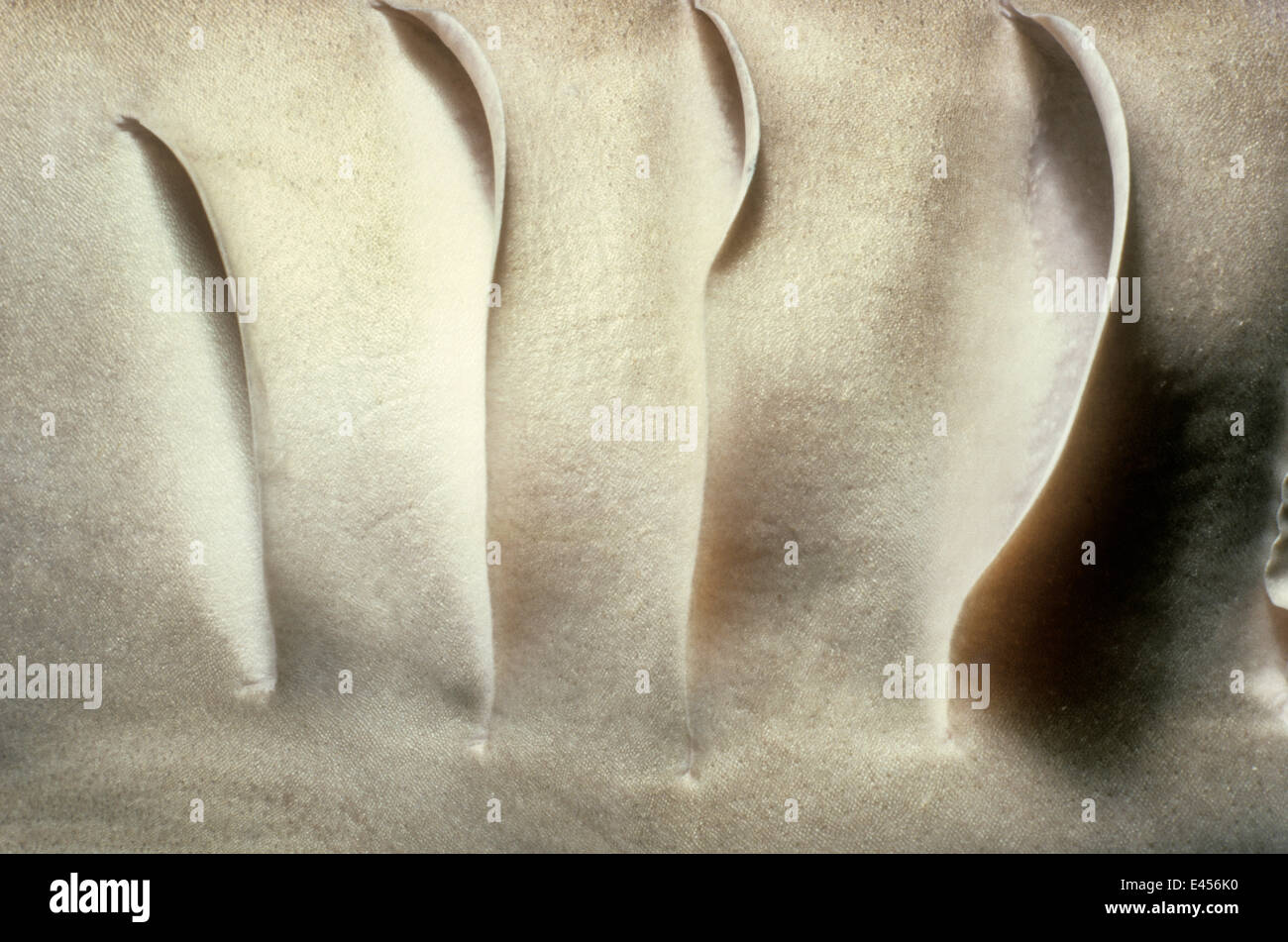 Shark gills hires stock photography and images Alamy