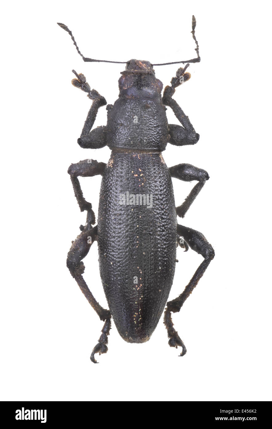 Coleoptera; Curculionidae; Brachyderes lusitanicus; Fabricius 1781; Length: 8 mm Stock Photo