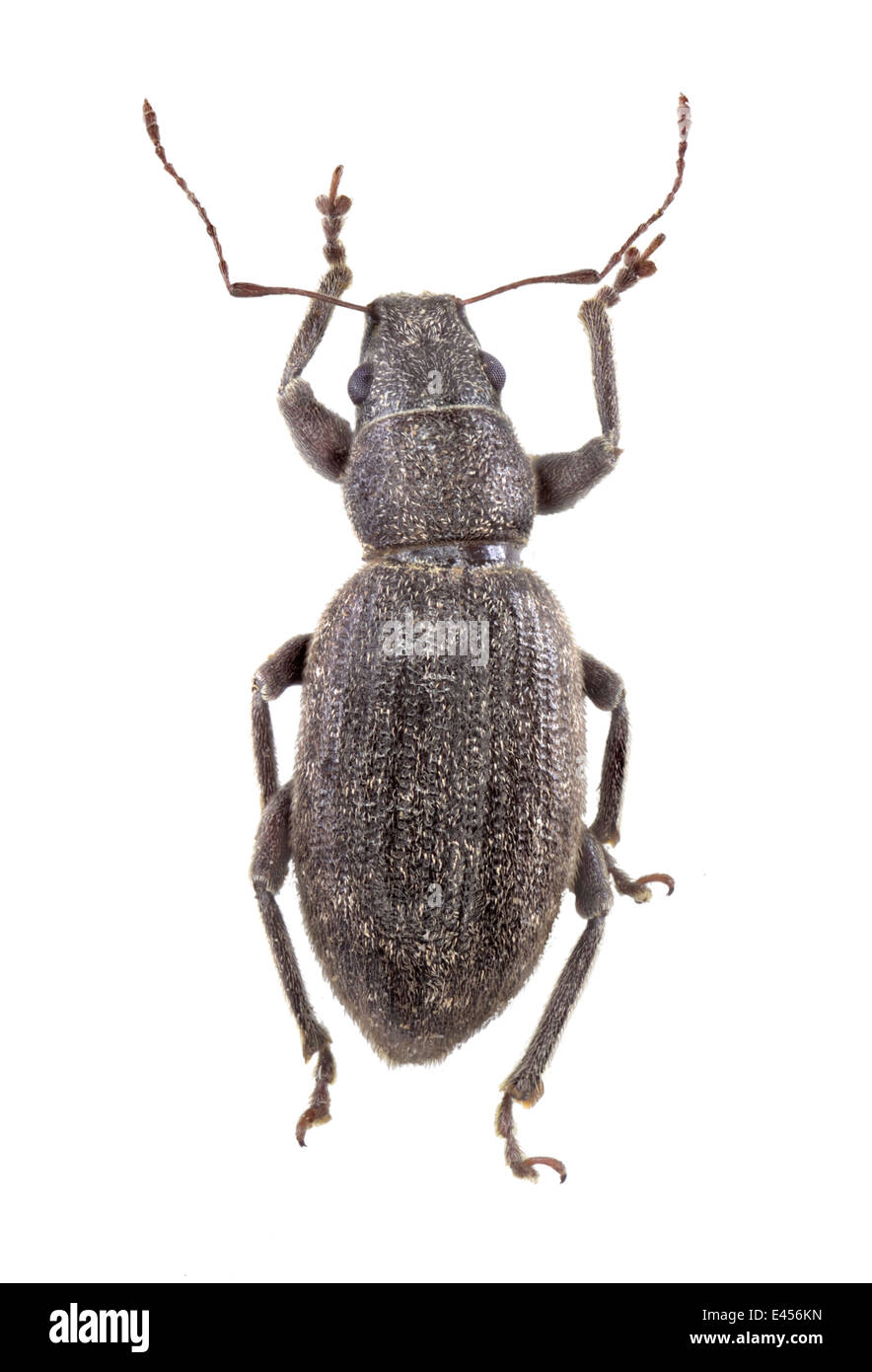 Coleoptera; Curculionidae; Brachyderes incanus; Schoenherr 1823; Arborvitae Japanese Weevil; Stock Photo