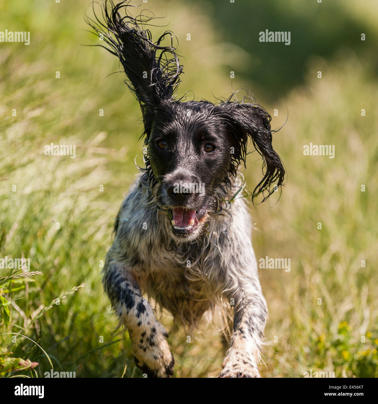 A wet 2 year old working English Springer Spaniel dog running through roughland in the Uk Stock Photo