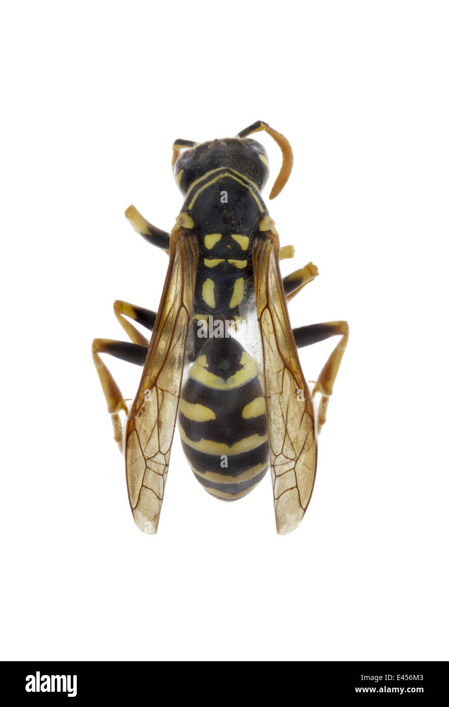 Hymanoptera; Vespidae; Polistes dominula; Christ 1791; European Paper Wasp; Lenght: 22 mm Stock Photo