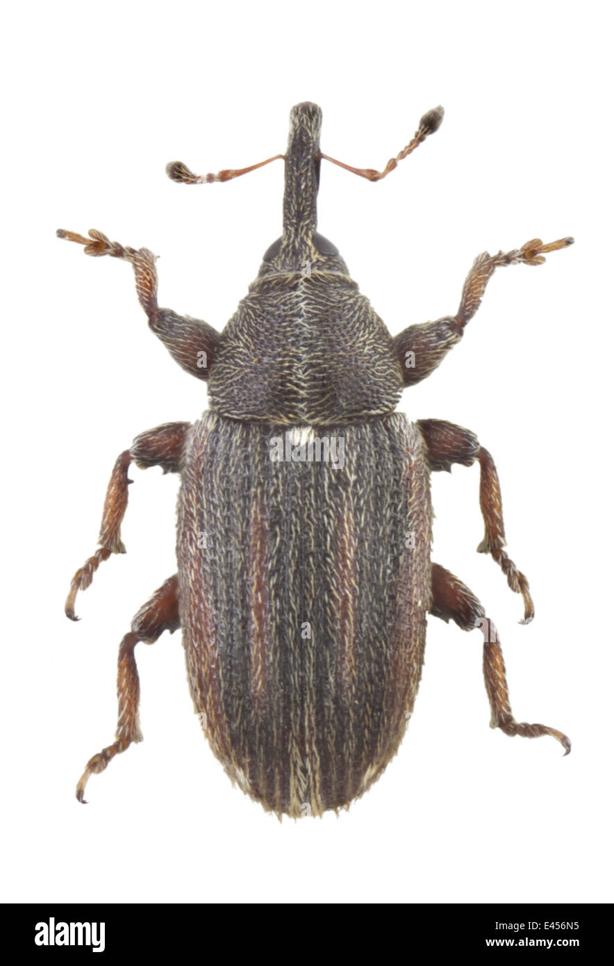 Coleoptera; Curculionidae; Mecinus elongatus; Desbrochers 1862; L: 3mm; Stock Photo