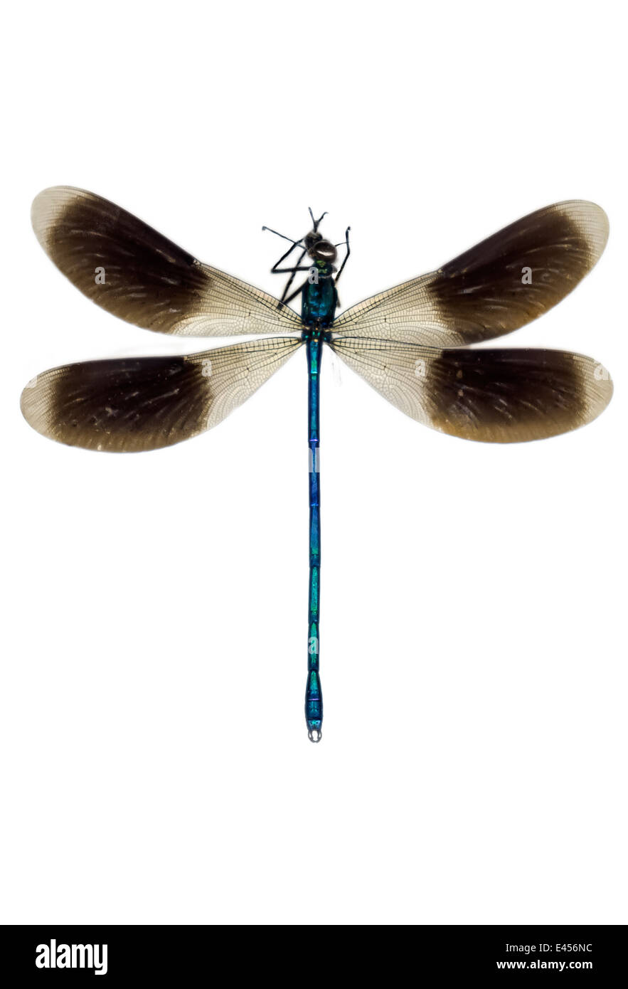 Odonata; Libellulidae sp; Rambur 1842; Dragonfly Stock Photo