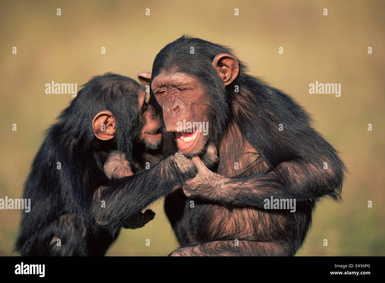 Orphaned female chimpanzee (right) holds male's hand and smiles showing bottom teeth (Pan troglodytes) Sweetwater Sanctuary, Kenya, East Africa Stock Photo