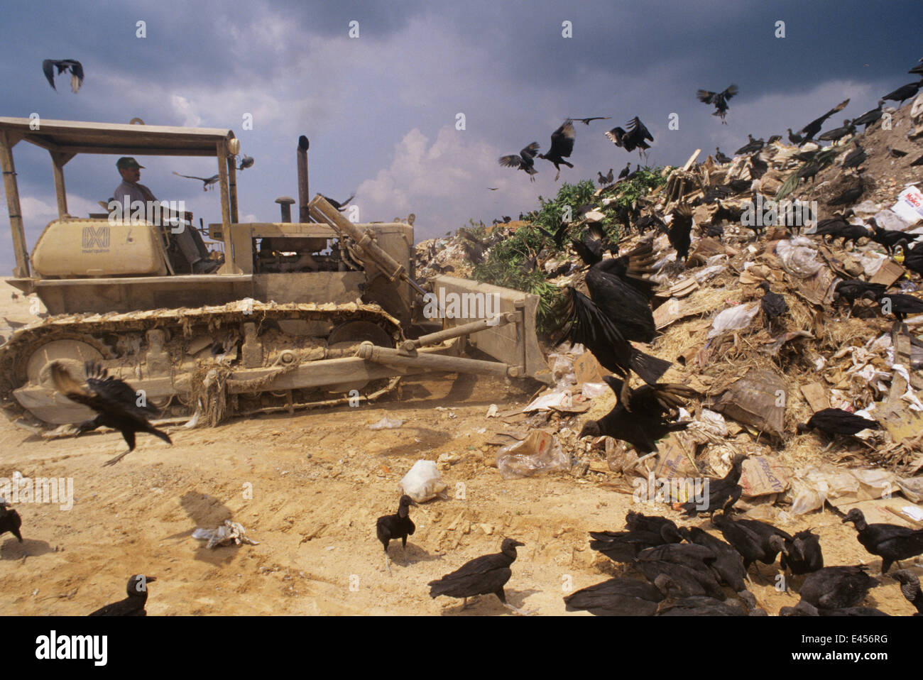 Black vultures (Coragyps atratus) scavenging on rubbish tip,  Brazil. Stock Photo