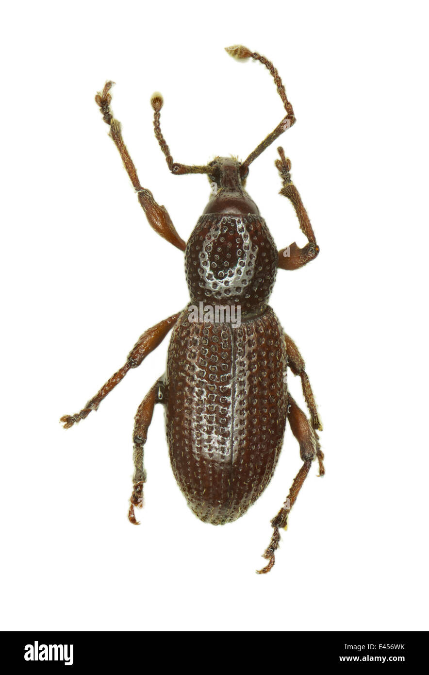 Coleoptera; Curculionidae; Otiorhynchus torres-salai; Español 1945; Lixorrhynchus torres-salai Stock Photo