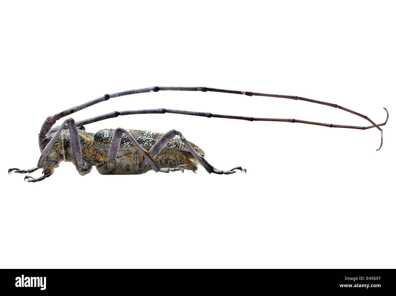Coleoptera; Cerambycidae; Monochamus galloprovincialis; male; Olivier 1795; black pine sawyer beetle; Stock Photo