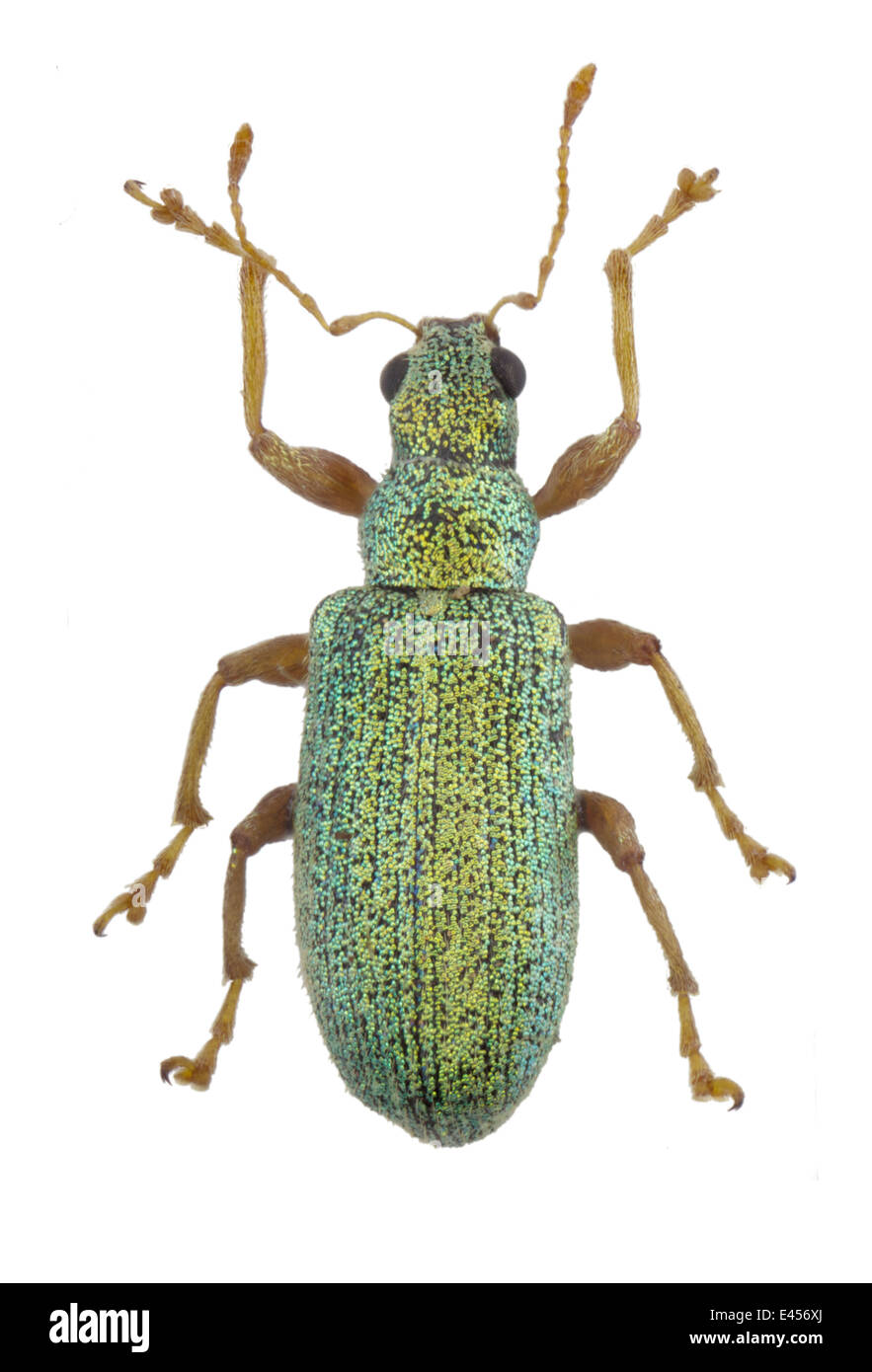 Coleoptera; Curculionidae; Polydrusus pterygomalis; male; Boheman 1840; L: 5mm Stock Photo