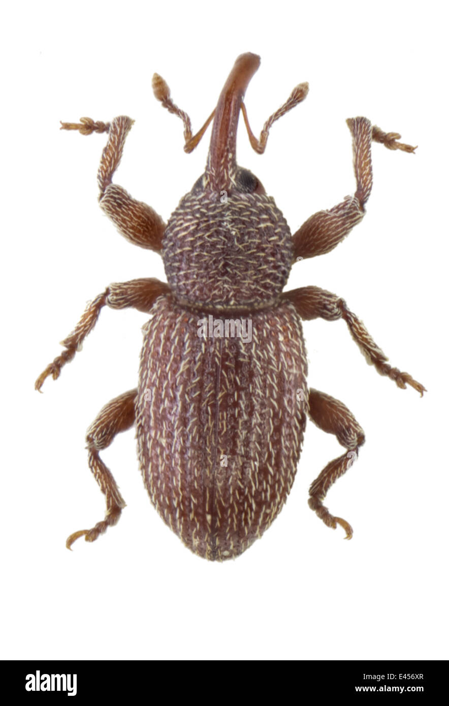 Coleoptera; Curculionidae; Strophosoma cidasense; L: 3mm; Paratype ...