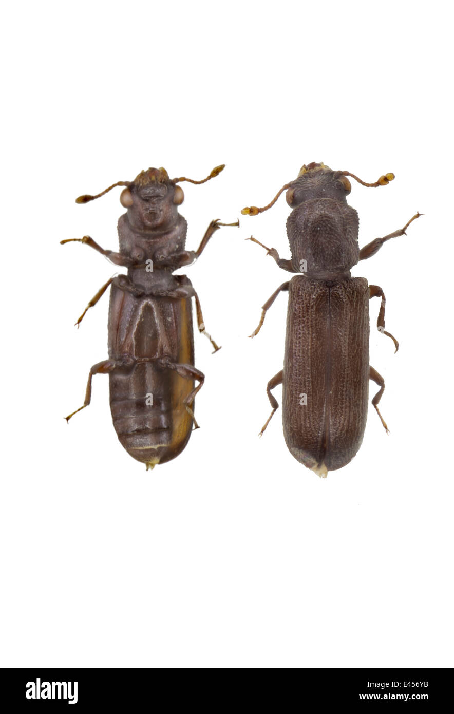 Coleoptera; Bostrichidae; Lyctus brunneus; Stephens 1830; Lenght: 3 mm Stock Photo