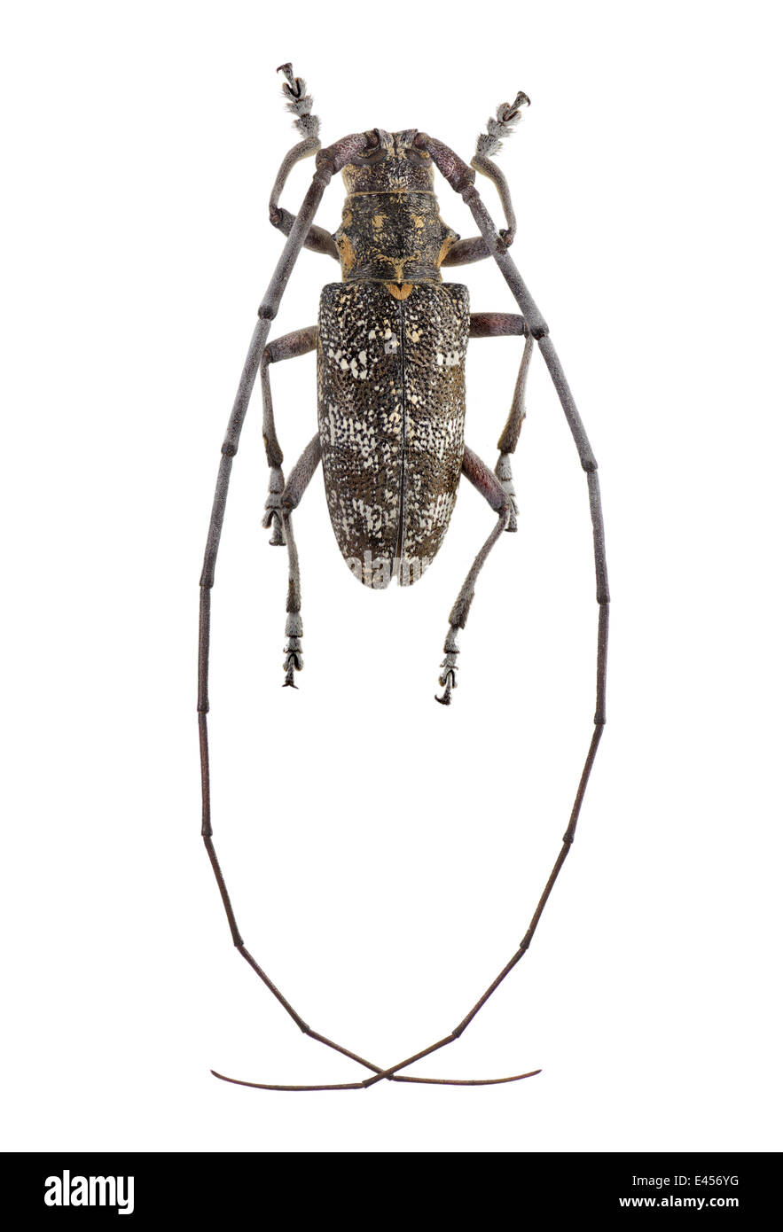 Coleoptera; Cerambycidae; Monochamus galloprovincialis; male; Olivier 1795; black pine sawyer beetle; Stock Photo