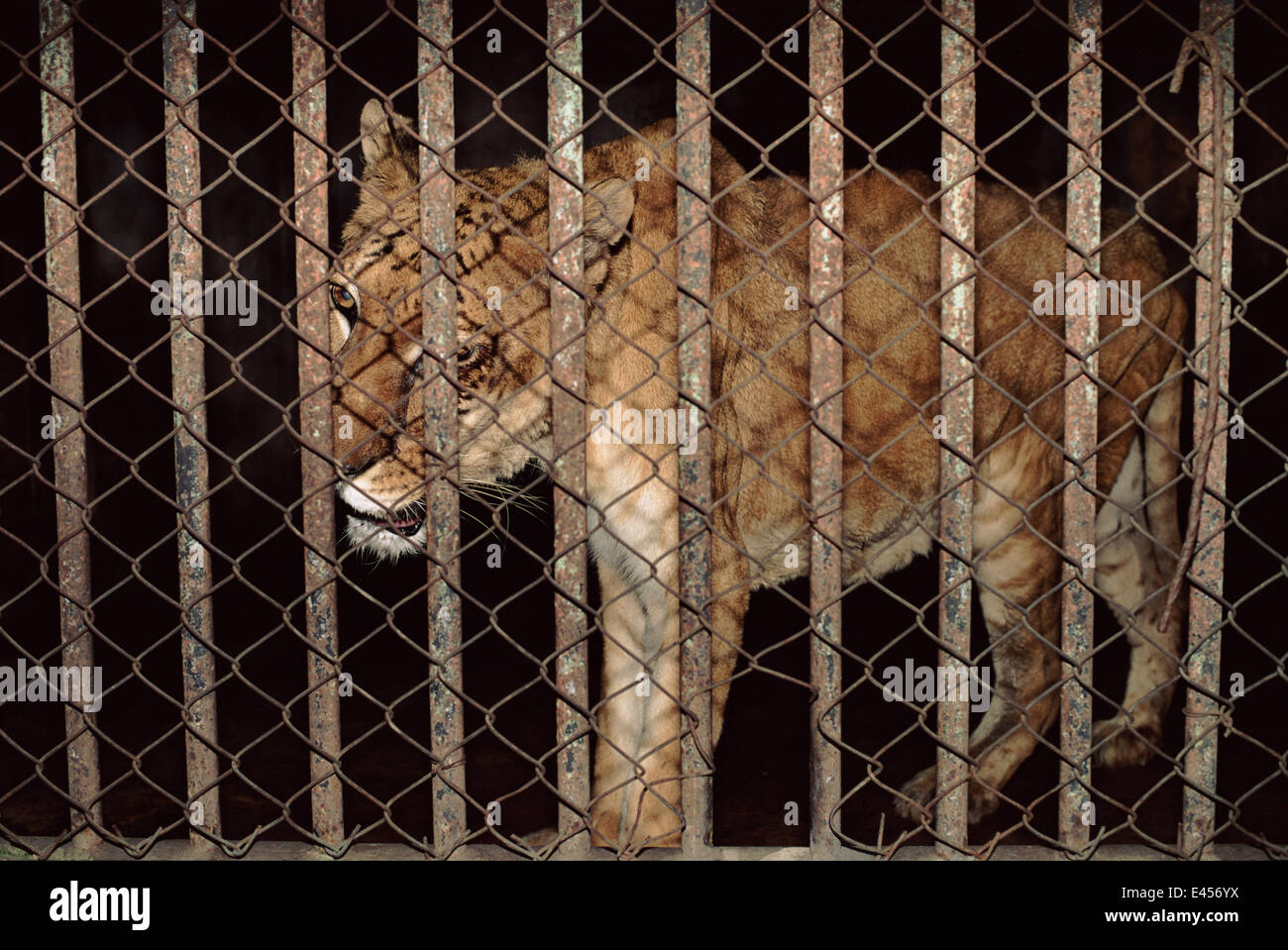 Tigon - hybrid tiger-lion: offspring of male tiger crossed with lioness 'Rangini', Calcutta Zoo, India. Crippled animal Stock Photo