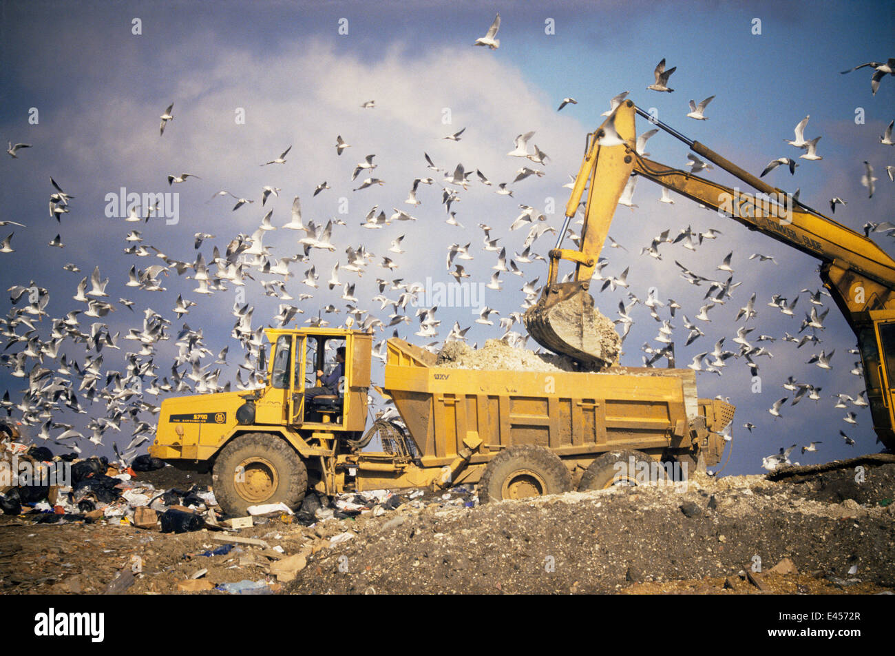 Seagulls flying around above truck unloading rubbish on landfill site, Buckinghamshire, England Stock Photo