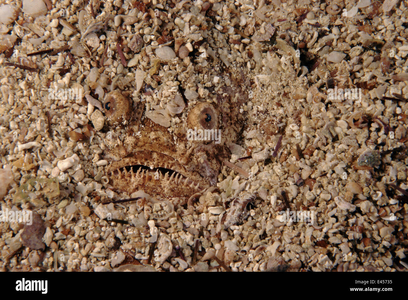 Stargazer fish hidden in sand, Mediterranean, Italy Stock Photo