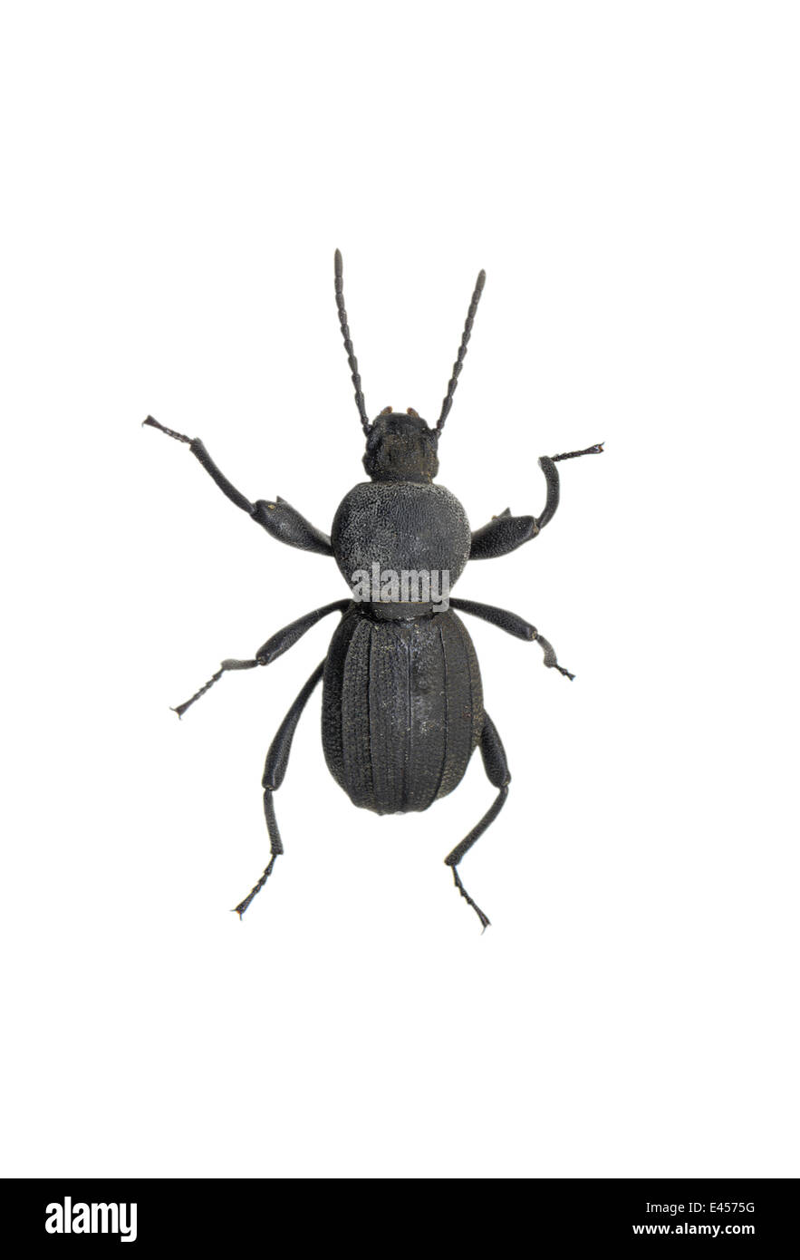 Coleoptera; Tenebrionidae; Scaurus punctatus; Fabricius 1798; Male; Stock Photo