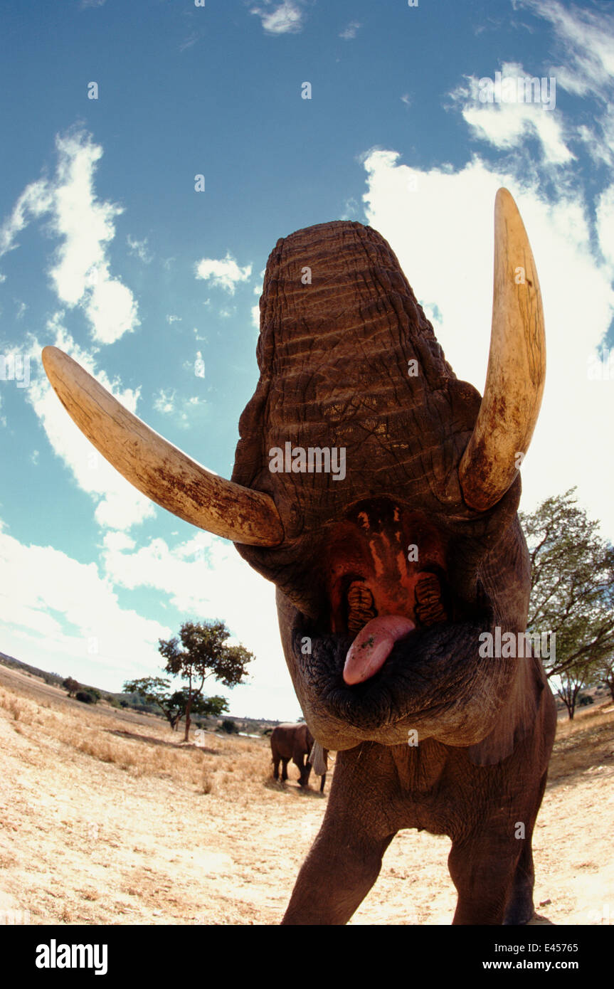 Fish-eye view of African elephant's open mouth, Zimbabwe Stock Photo