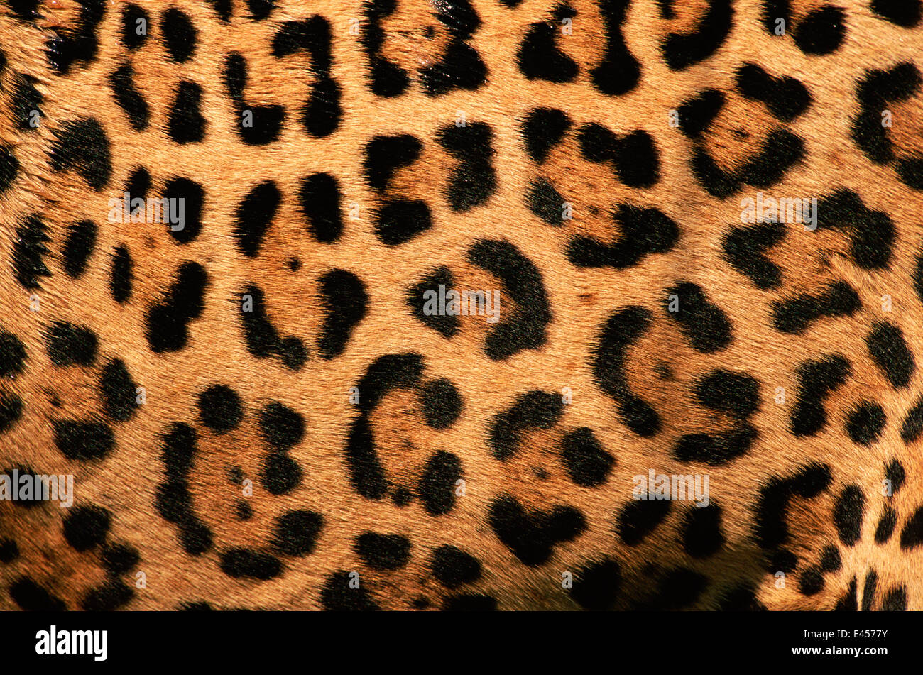 Jaguar coats deals