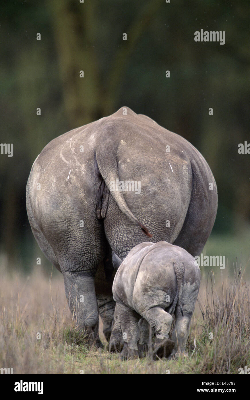 Something is. juvenile as adult Similar situation. juvenile as adult the intelligible