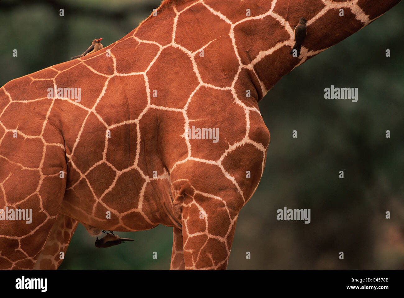 Reticulated giraffe {G. c. reticulata} with oxpeckers, Masai Mara Kenya Stock Photo