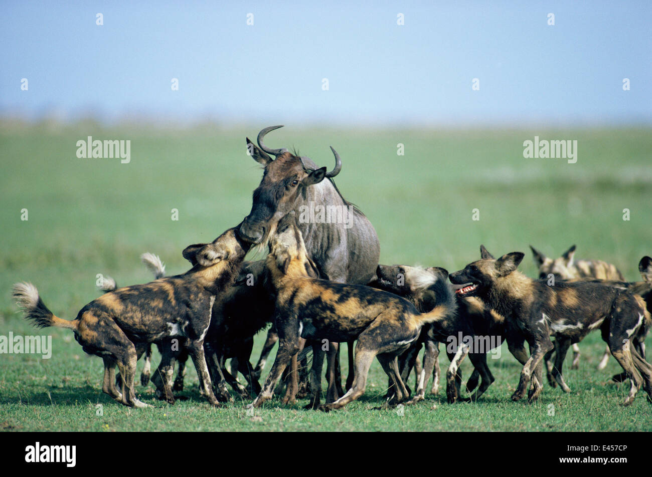 african wild dog hunting wildebeest