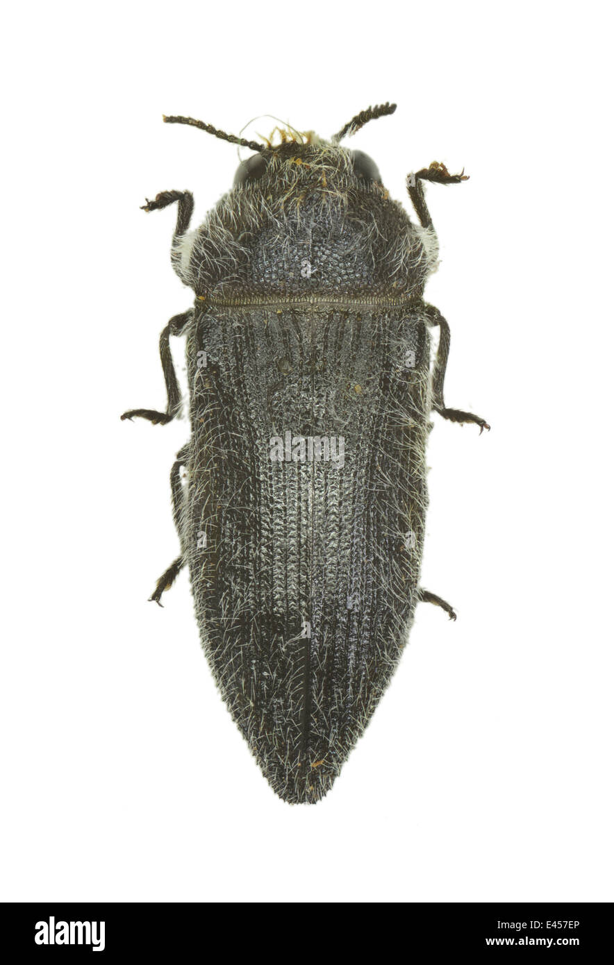 Coleoptera; Buprestidae; Acmaeodera cylindrica; Fabricius 1775; Stock Photo