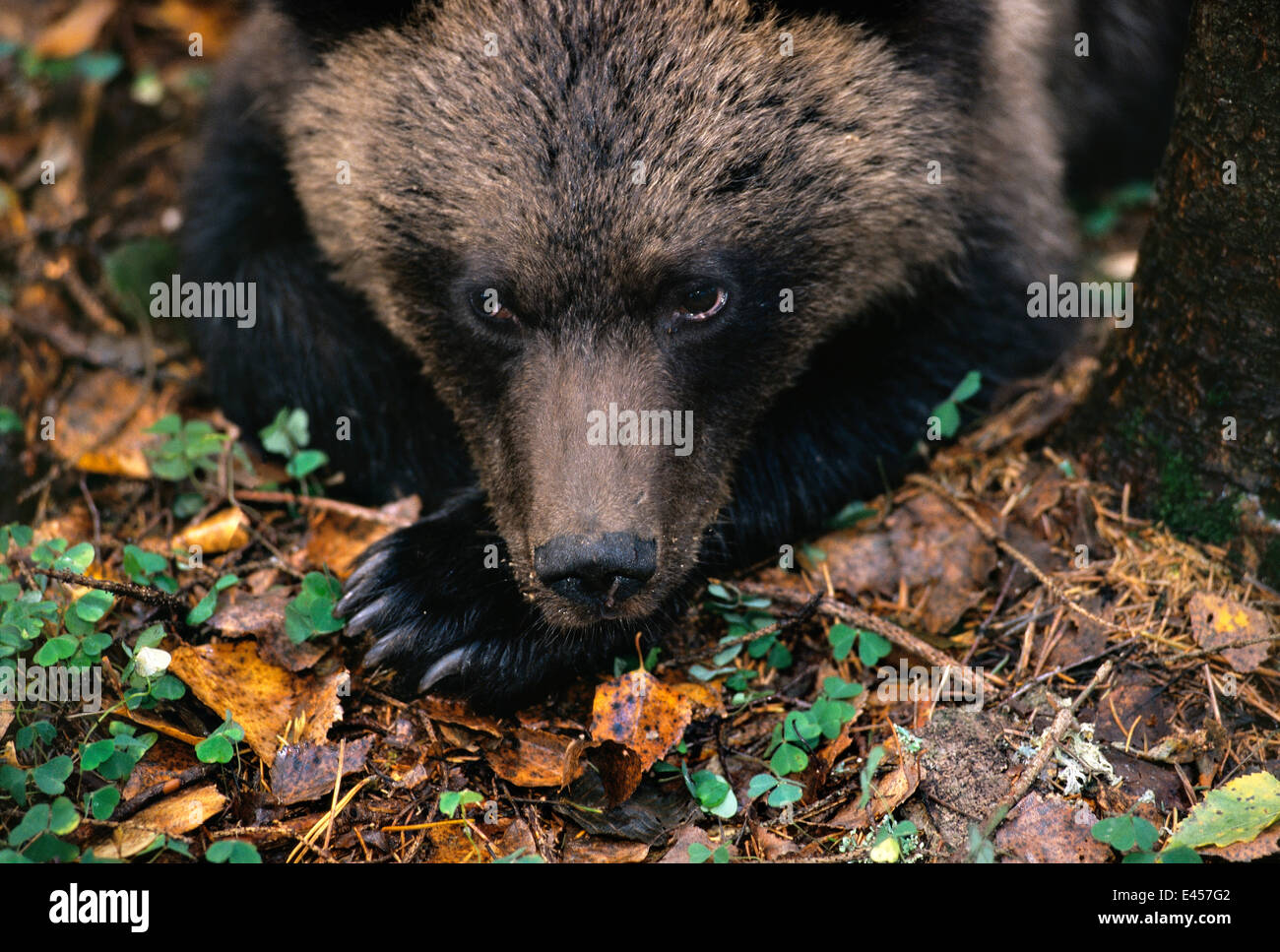 Wild female Brown bear cub resting {Ursus arctos} Tverskaya oblast, Russia. Stock Photo