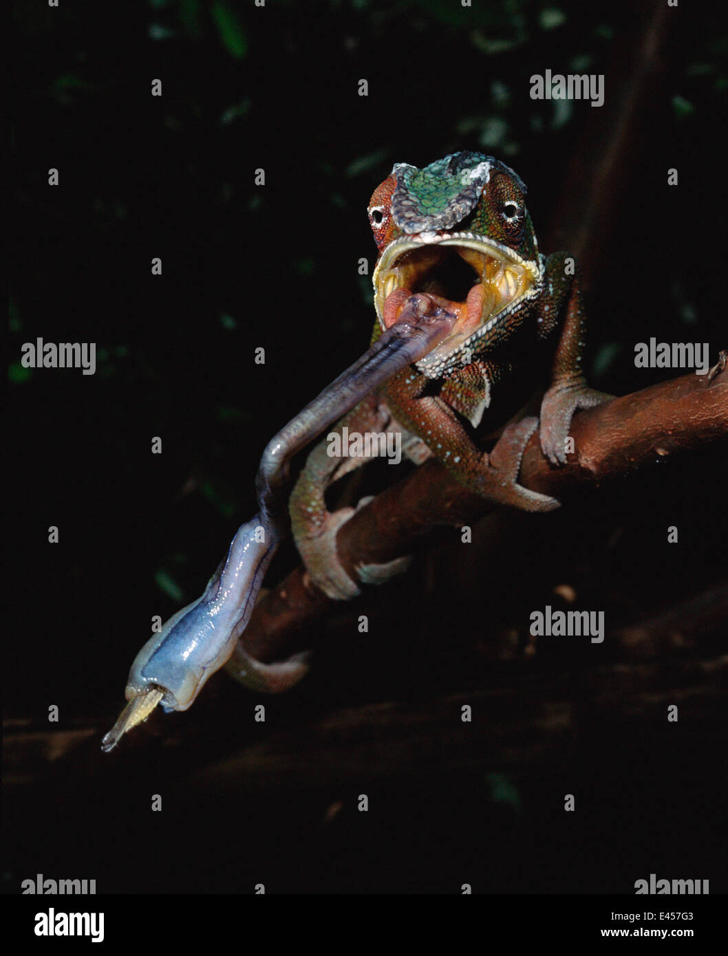 Panther chameleon, tongue extended to catch prey {Furcifer pardelis} Madagascar Stock Photo