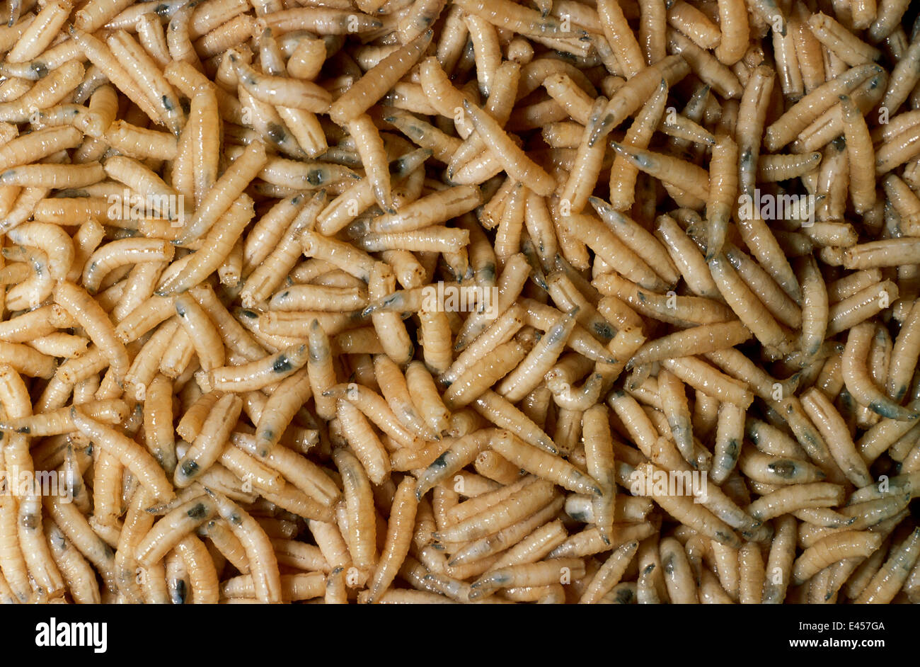Common house fly maggots {Musca domestica} Stock Photo