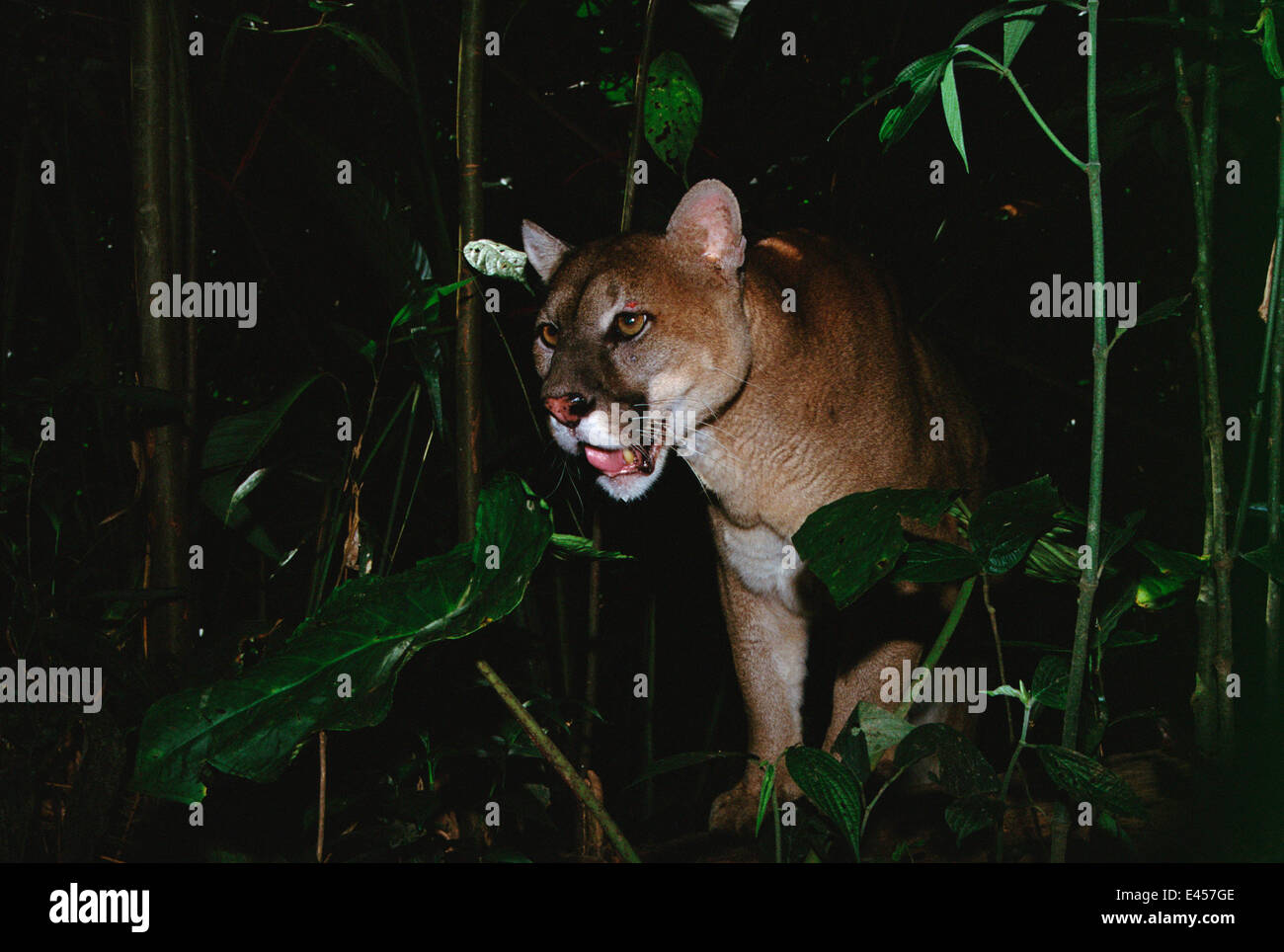 Puma in rainforest, Amazon Ecuador, South America Stock Photo - Alamy