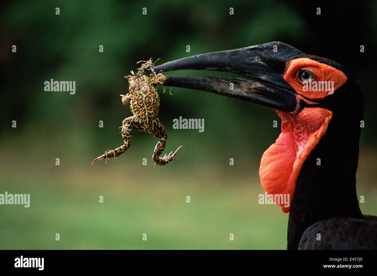 Ground hornbill {Bucorvus leadbeateri} with frog prey in beak, Kenya Stock Photo