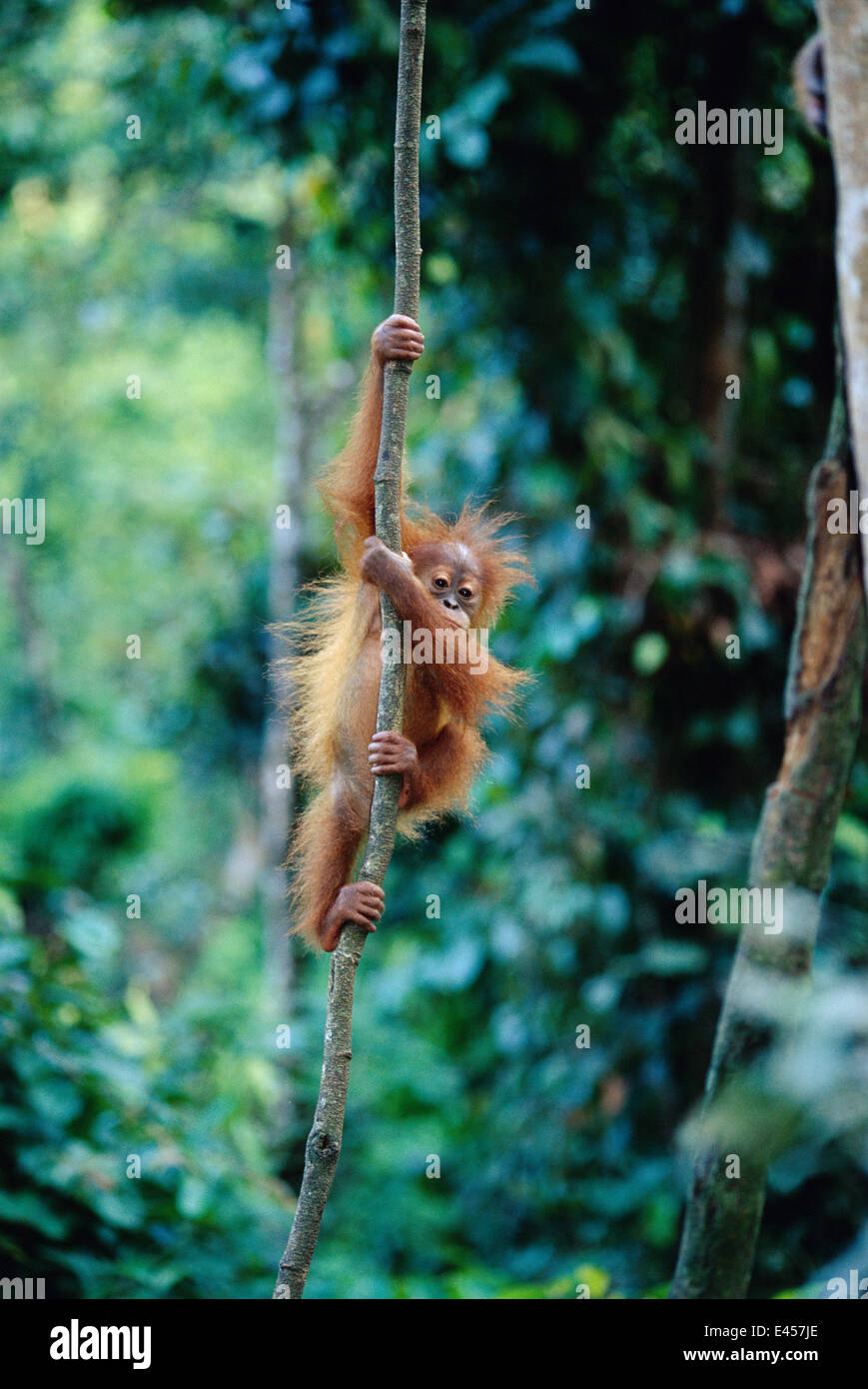 Baby Orang utan climbing liana {Pongo abelii}  Gunang Leuser NP, Indonesia Stock Photo