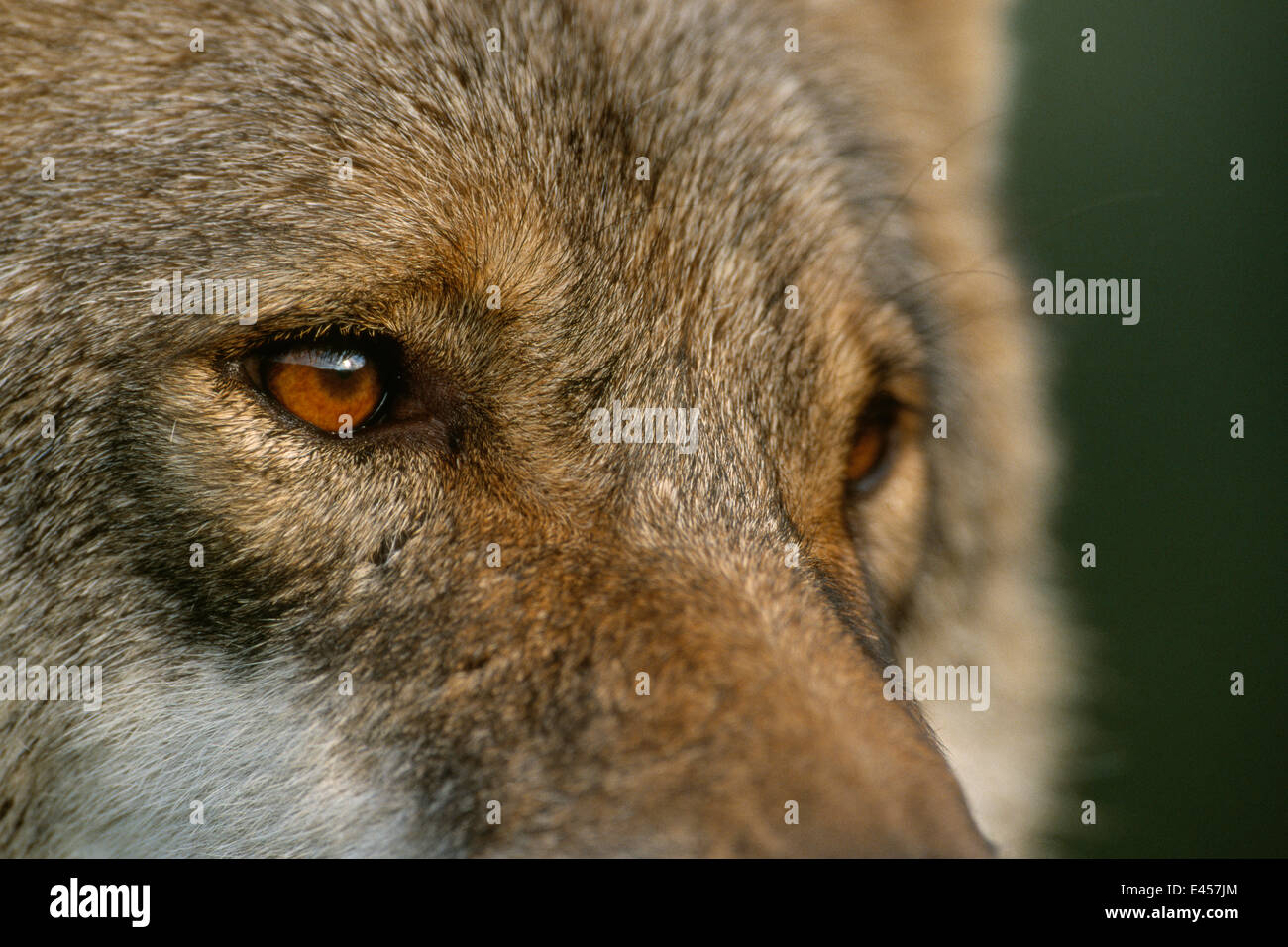 Grey wolf female head portrait, Carpathian mtns, Romania, captive. Stock Photo