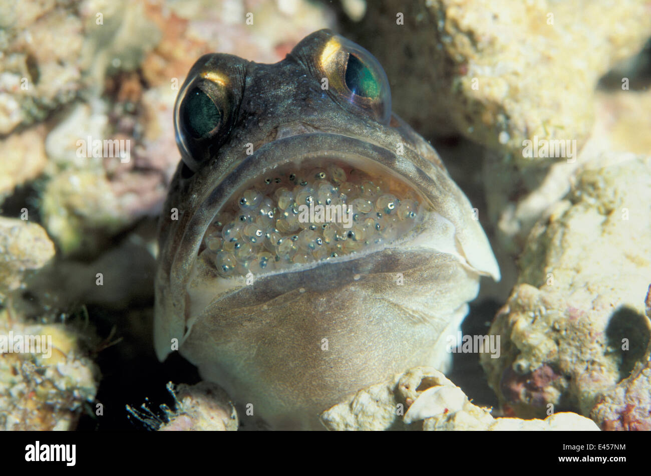 Gold specs jawfish male incubating eggs in mouth, unable to feed {Opistognathus sp} Sangalakki, Indonesia Stock Photo