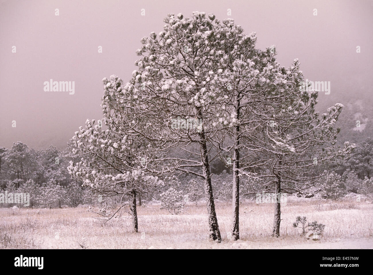 Yunnan pine trees in snow {Pinus yunnanensis} Lijiang, Yunnan province, China Stock Photo