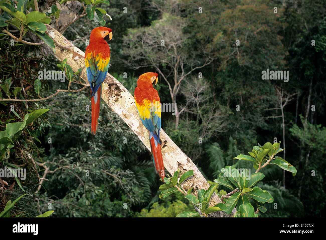 Fauna de amazonia hi-res stock photography and images - Alamy