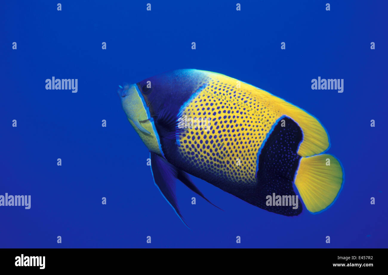 Blue-girdled (majestic) angelfish {Pomacanthus navarchus} Papua New Guinea Stock Photo