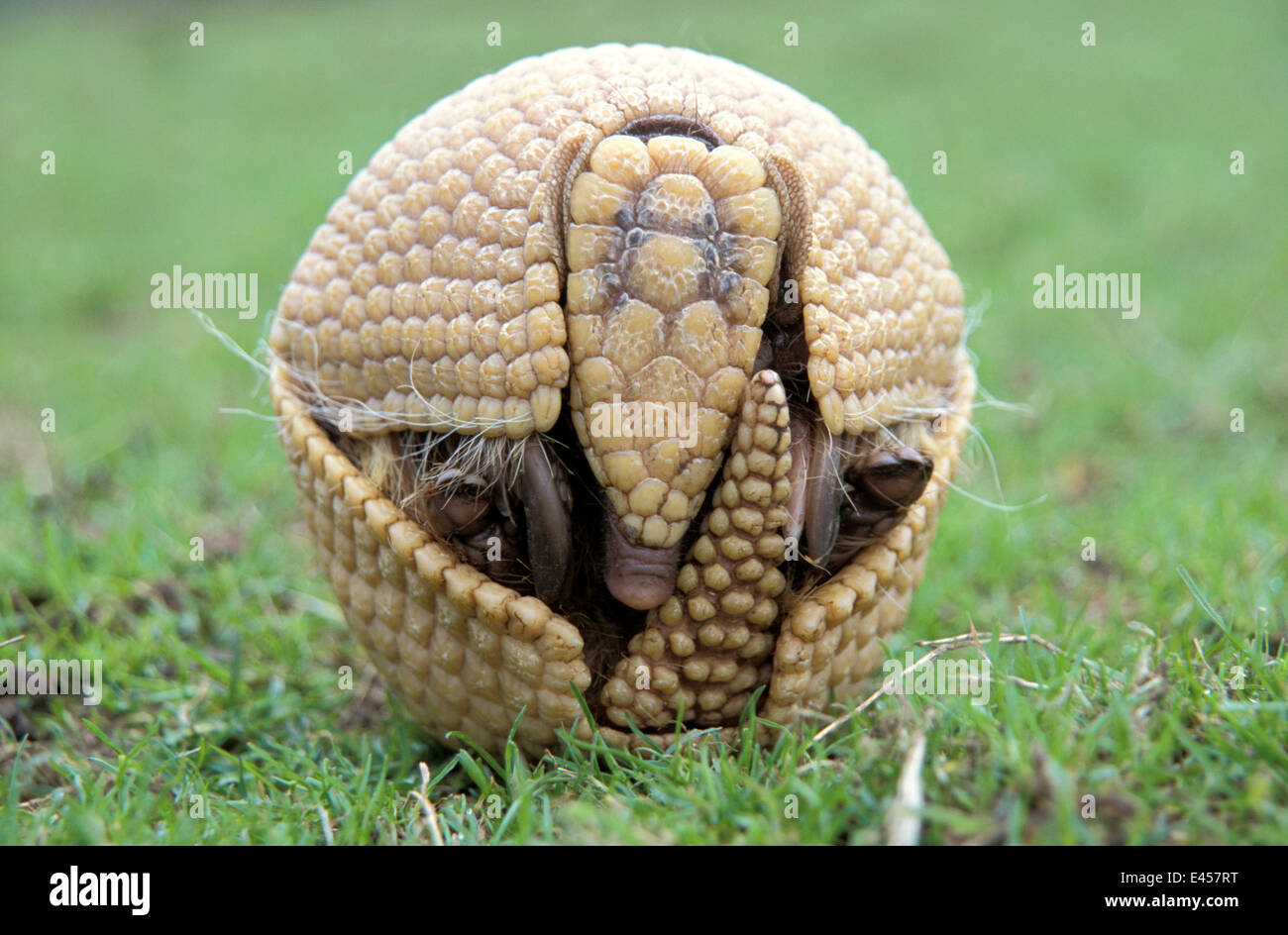Three banded armadillo {Tolypeutes tricinctus} in defensive ball. Captive,  UK Stock Photo - Alamy