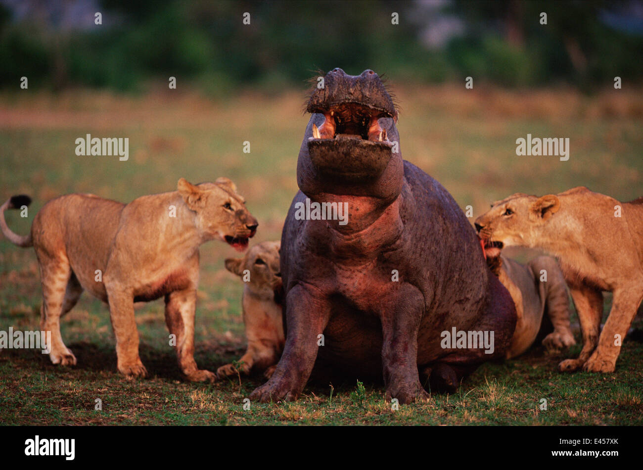 Lions attacking Hippopotamus, Masai Mara, Kenya. Ssequence 3 of 5 Stock Photo