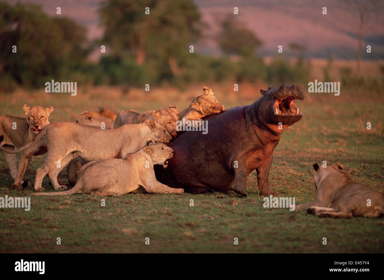 Lions attacking Hippopotamus, Masia Mara, Kenya Stock Photo