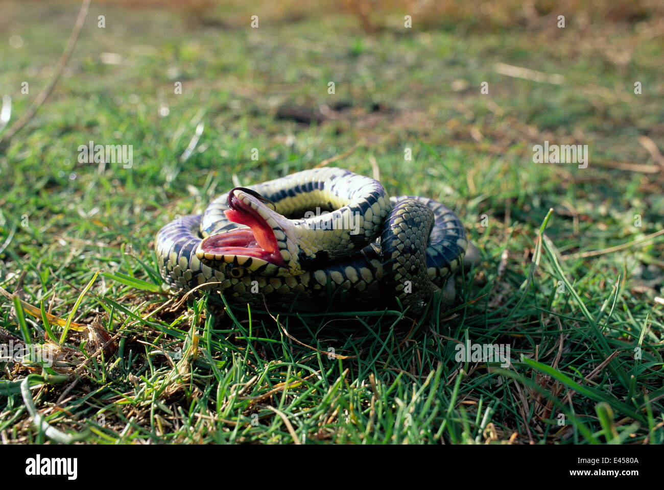 Grass snake feigning death {Natrix natrix} Purbeck, Dorset, UK Stock Photo