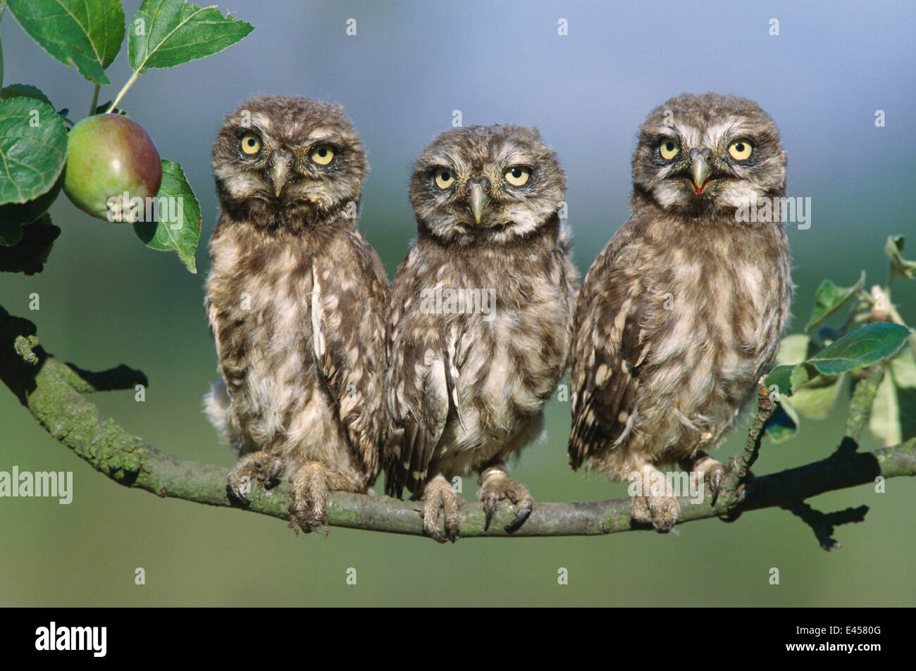 Three Little owl juveniles perched on apple tree {Athene noctua} Germany Stock Photo