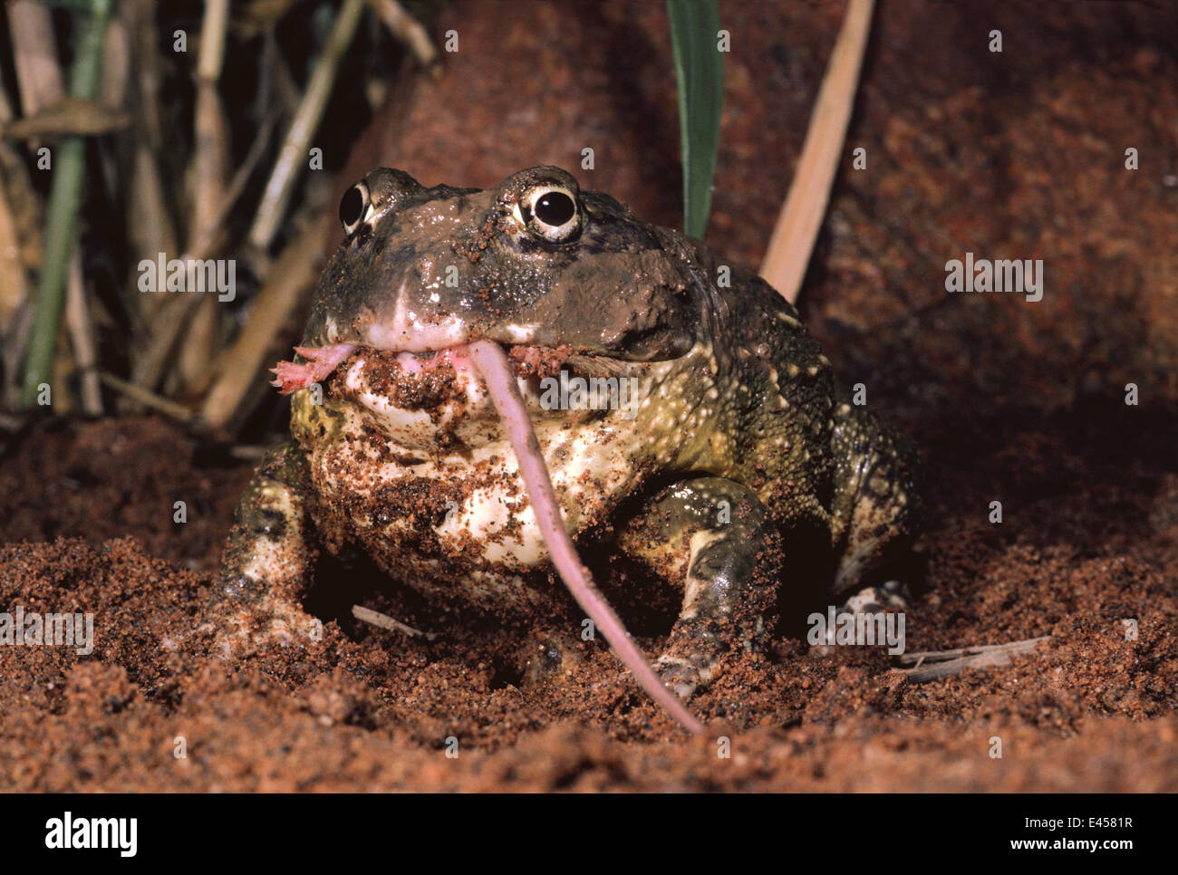 Bullfrog eating mouse {Pyxicepalus flagrigula} Tsavo East NP, Kenya