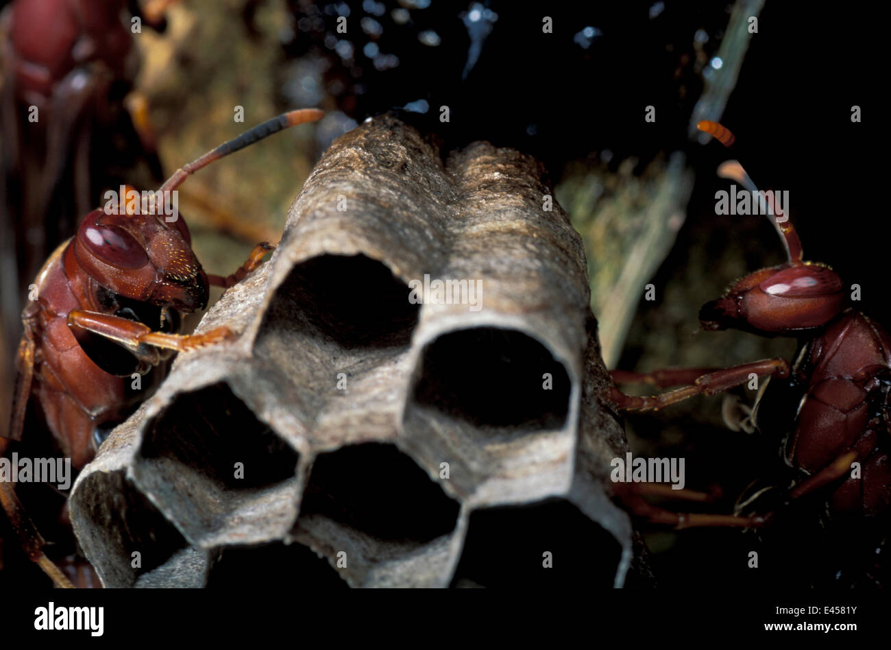 Vesper Insect Social wasp at nest {Vesperidae} Amazonia, Brazil Stock Photo - Alamy