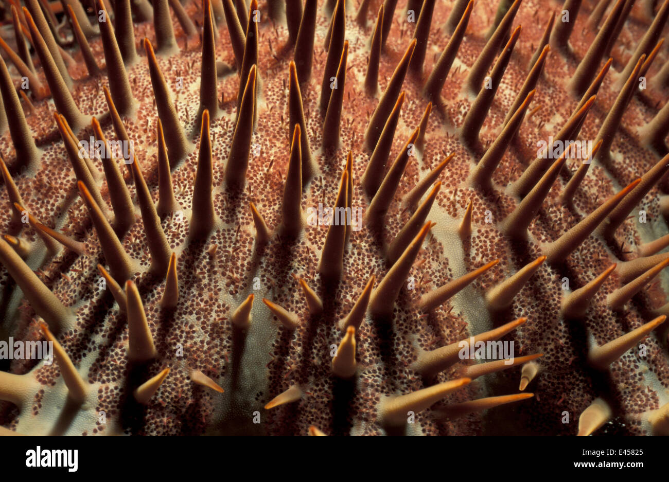 Close up of thorns of Crown of thorns starfish {Acanthaster planci} Sulawesi, Indonesia Stock Photo