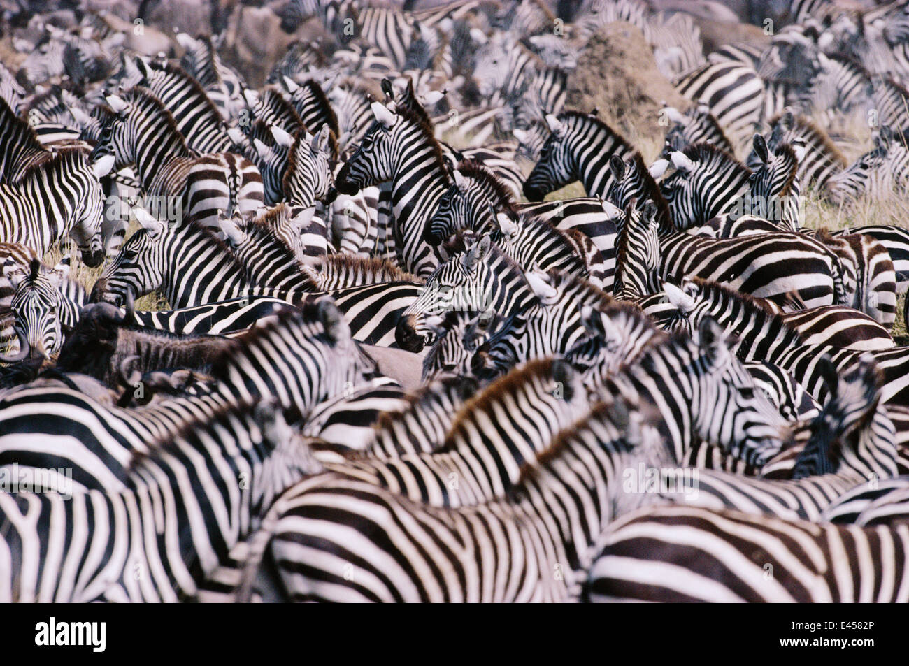 Zebra in masai mara hi-res stock photography and images - Alamy